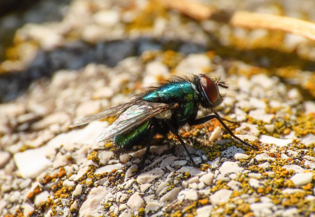 Lucilia? da identificare