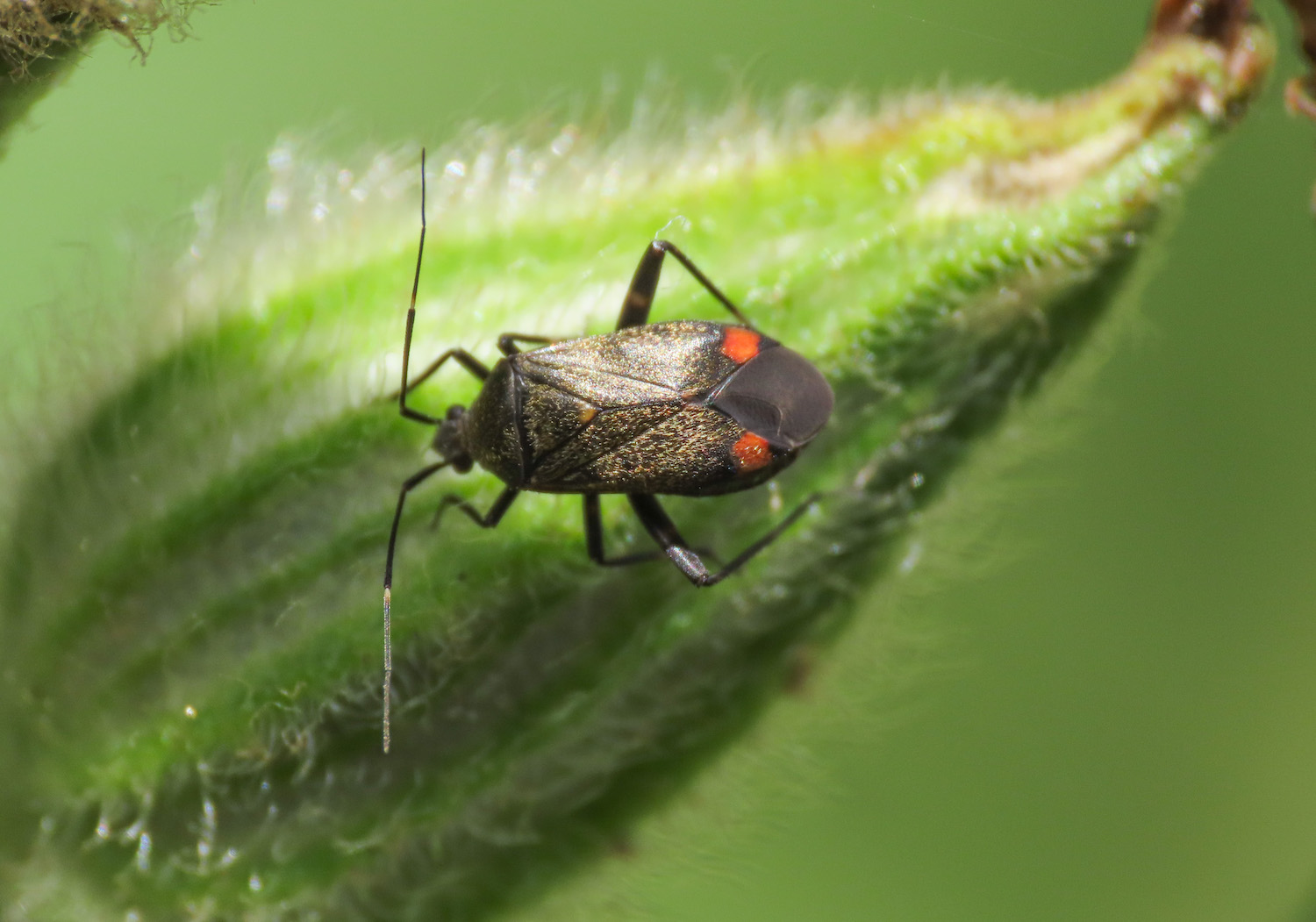 Miridae: Closterotomus cinctipes