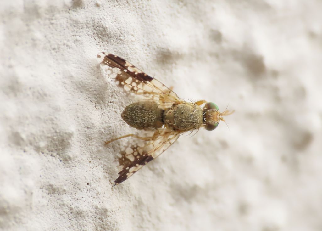 Tephritidae: Tephritis bardanae