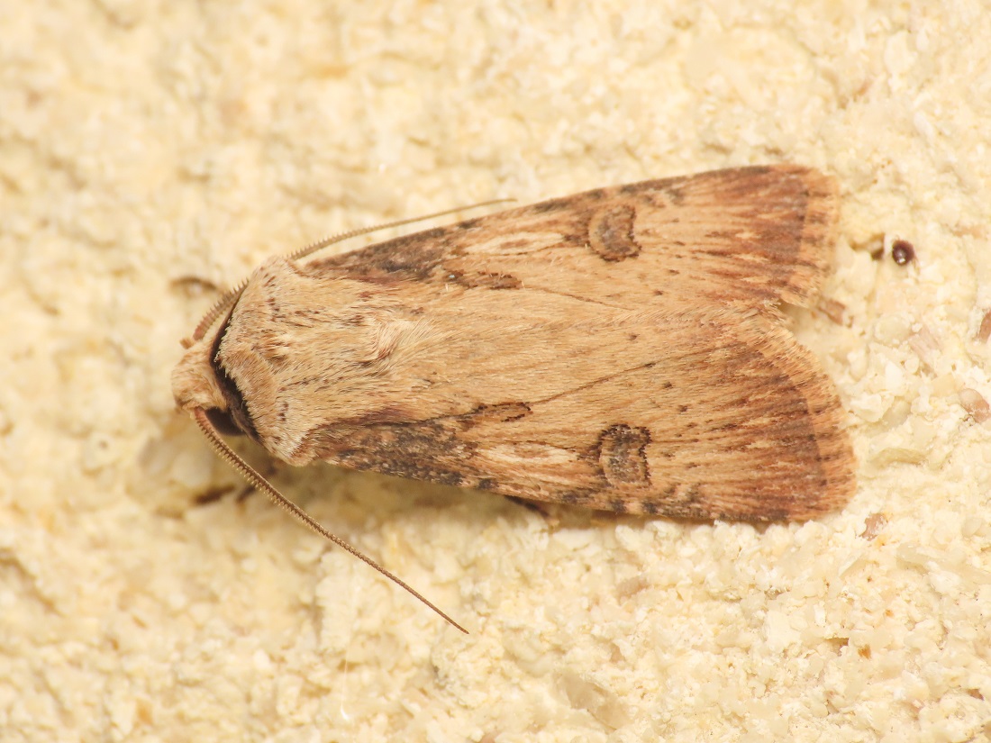 Noctuidae: Agrotis puta