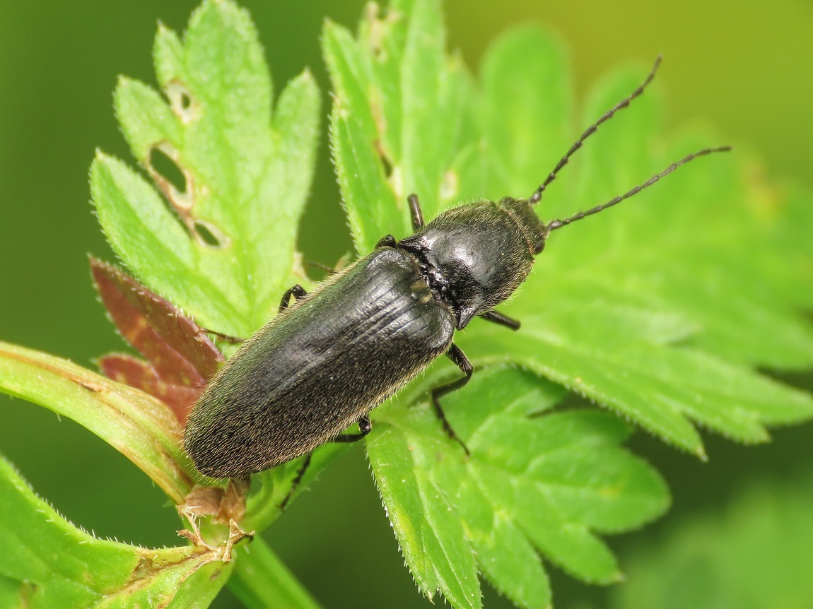 Elateridae: Hemicrepidius niger