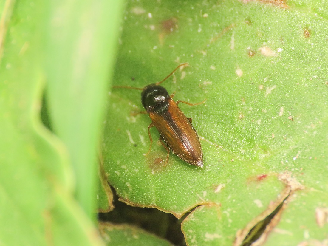 Elateridae: Adrastus sp.