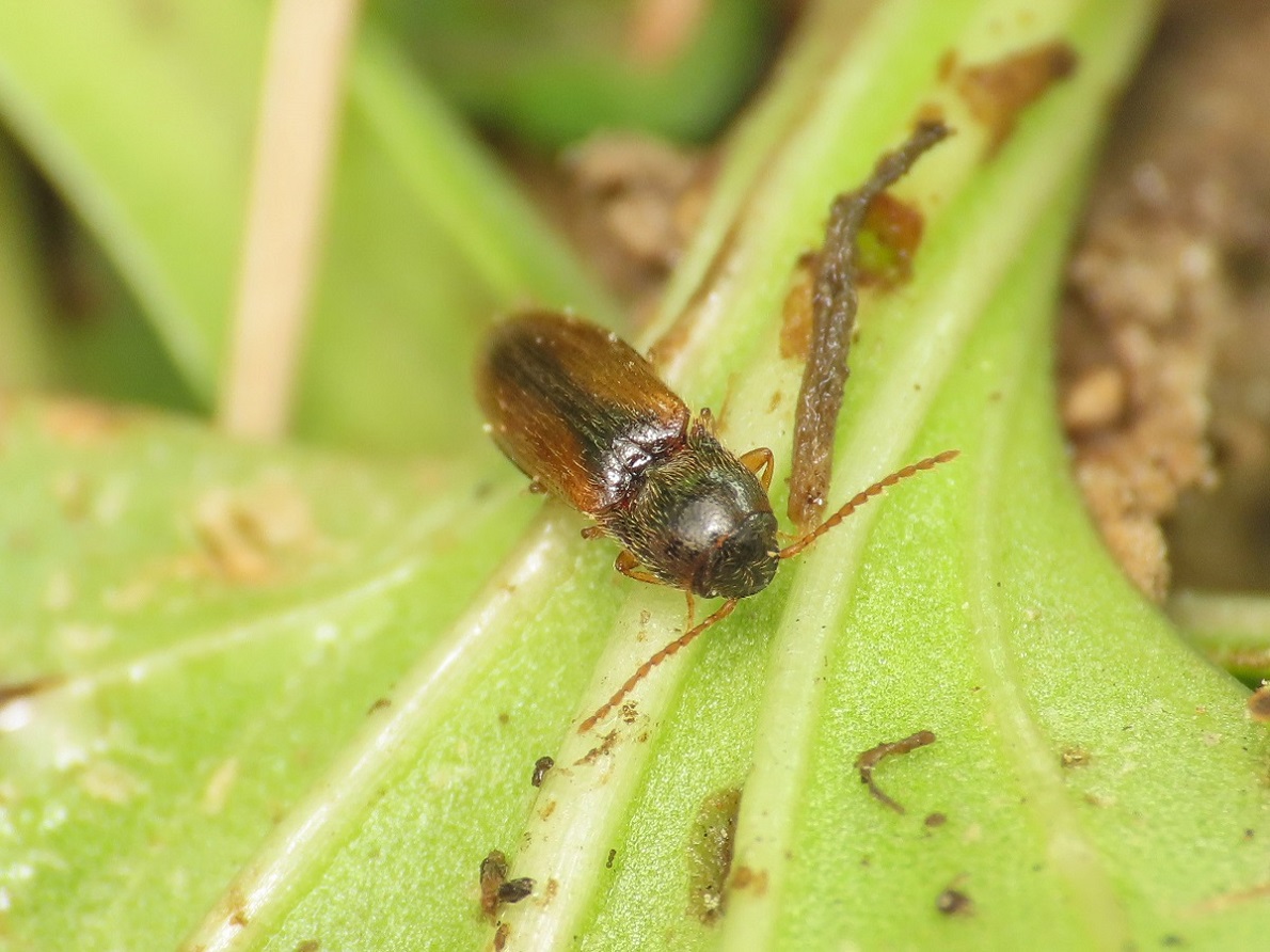 Elateridae: Adrastus sp.