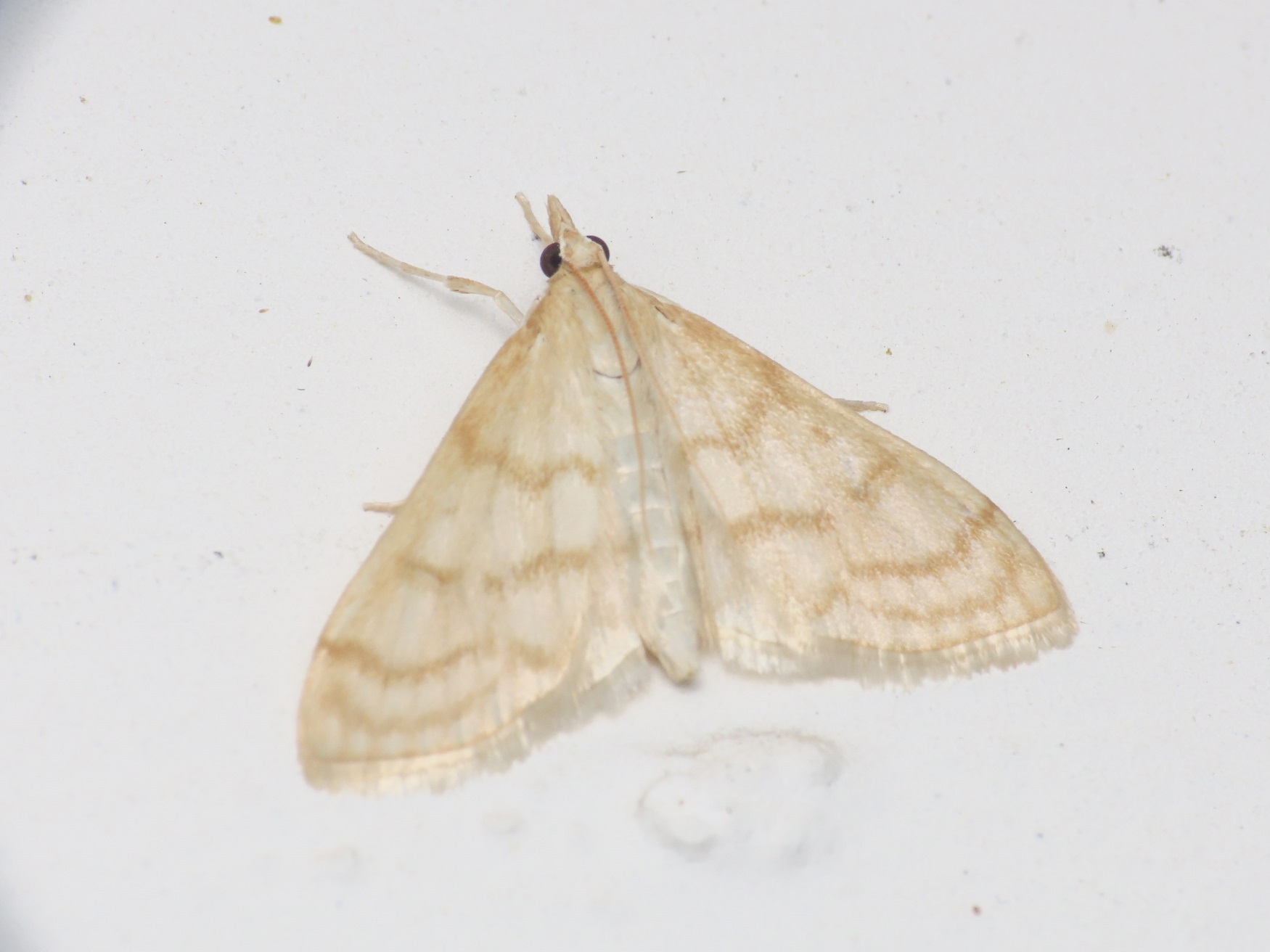 Crambidae da identificare - Paracorsia repandalis