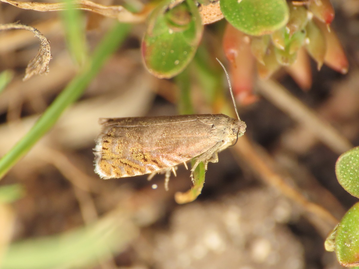 Tortricidae: Dichrorampha plumbana