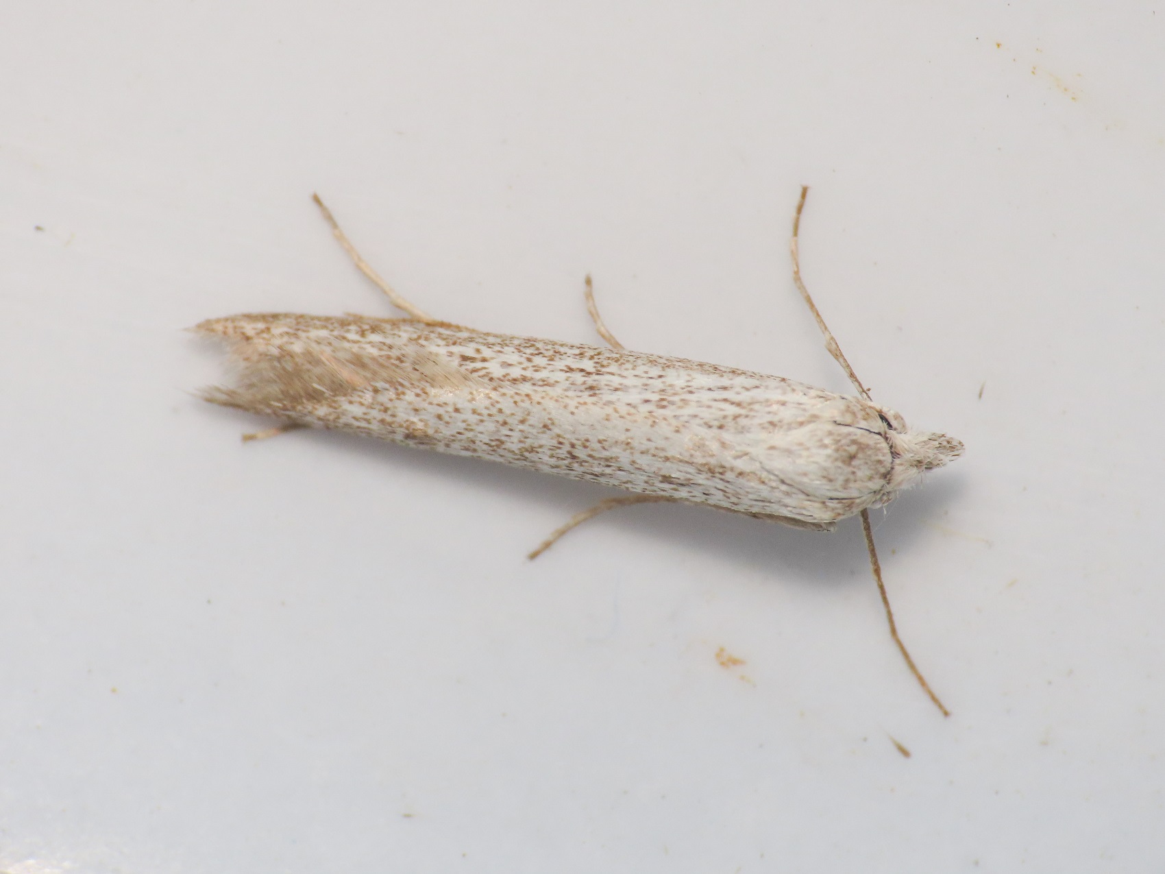 Pterolonche pulverulenta - Pterolonchidae