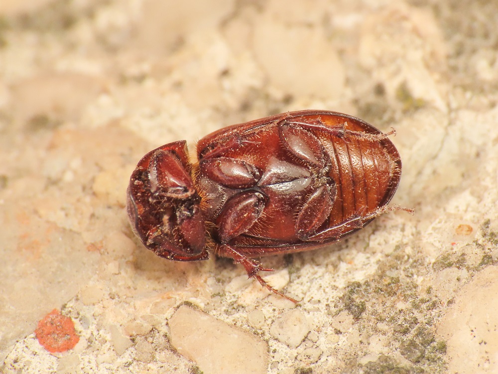 Aphodiidae: Agrilinus rufus