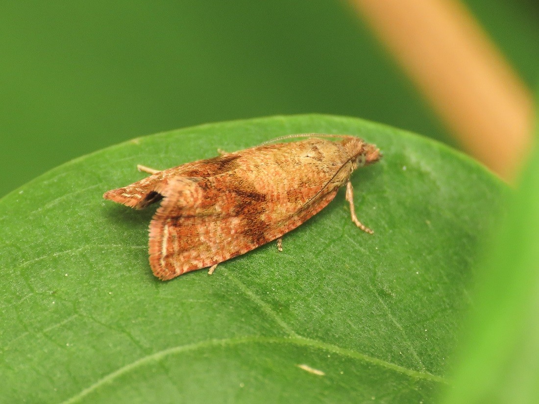 Tortricidae: Celypha striana?  S