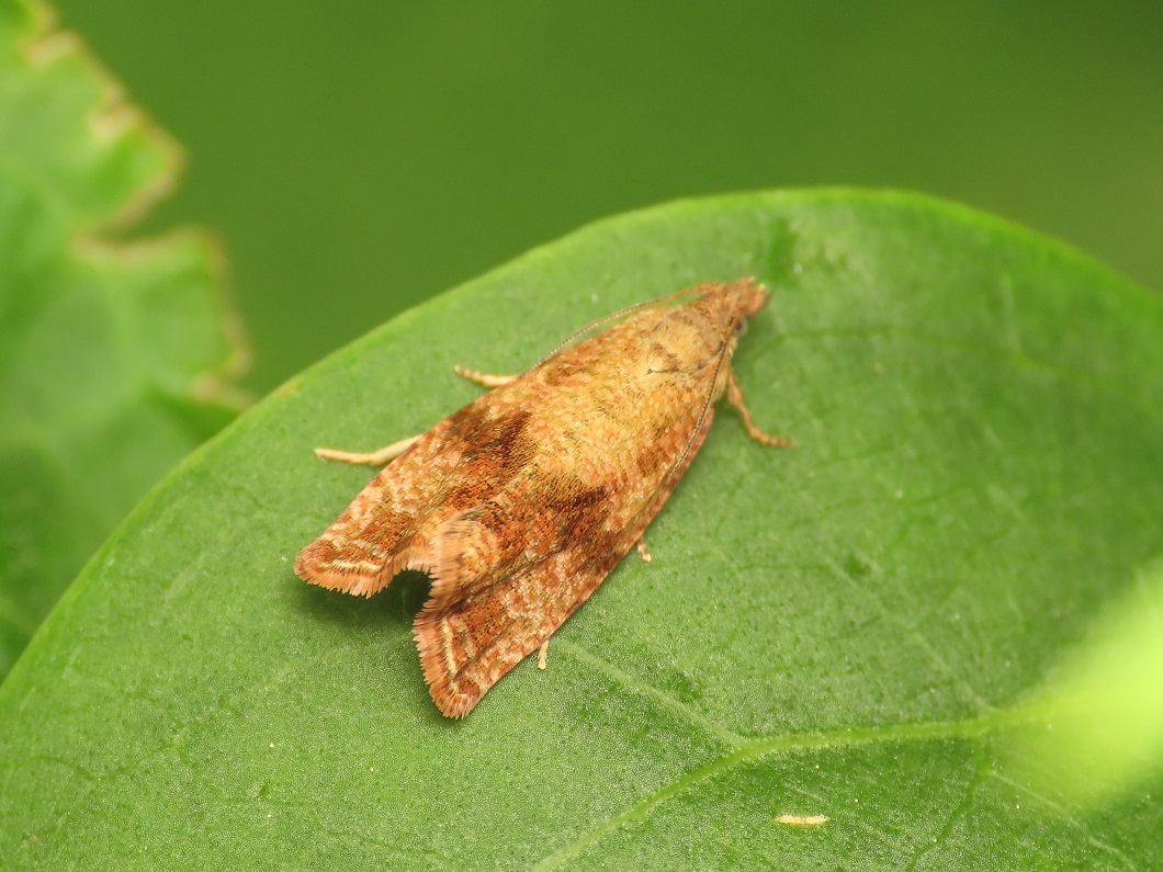 Tortricidae: Celypha striana?  S