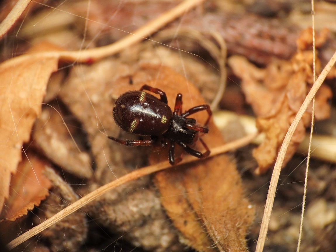 Asagena da identificare