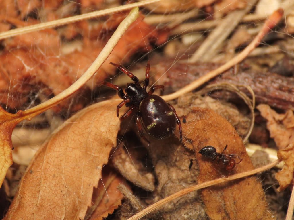 Asagena da identificare