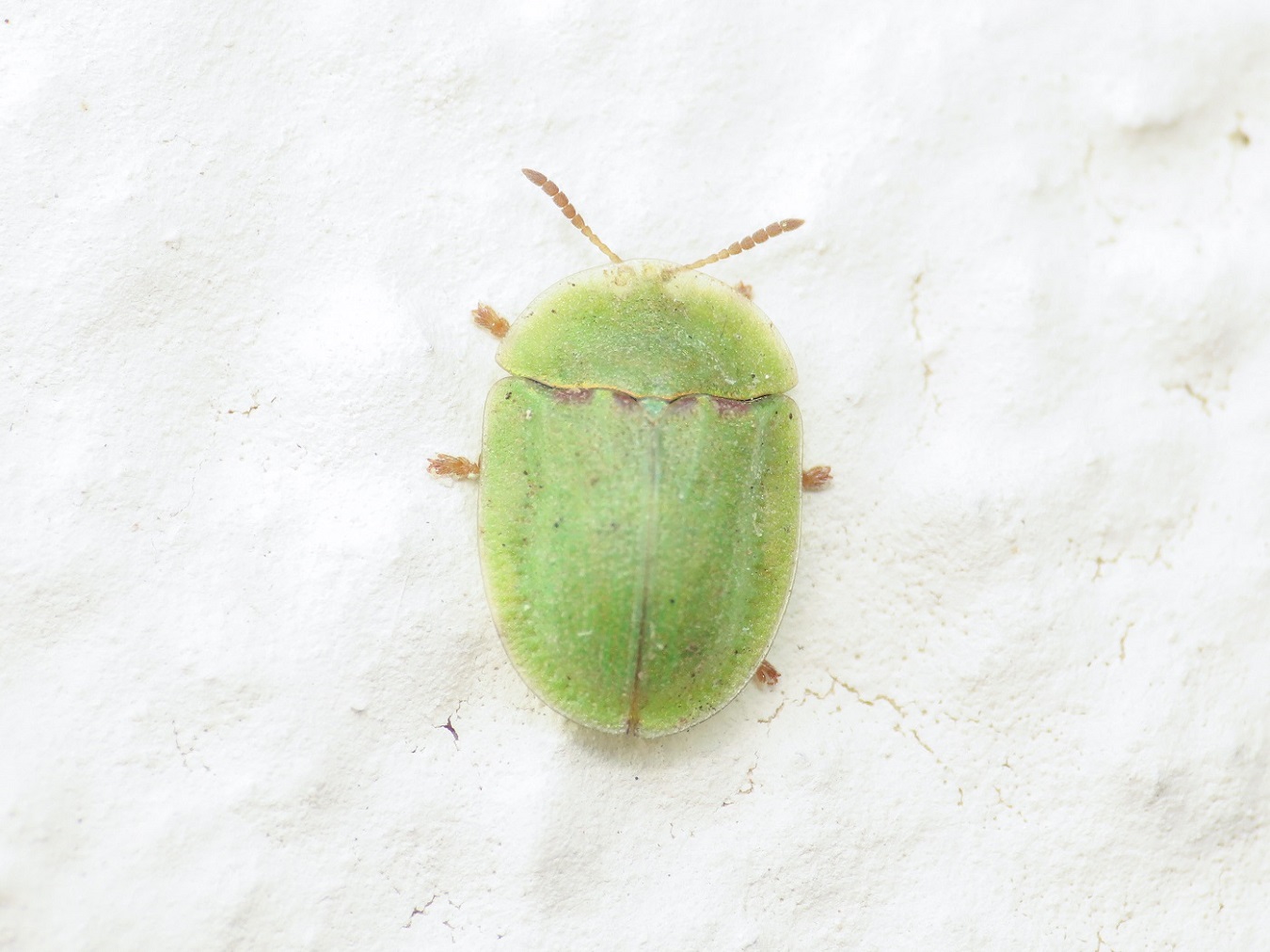 Chrysomelidae: Cassida sp.