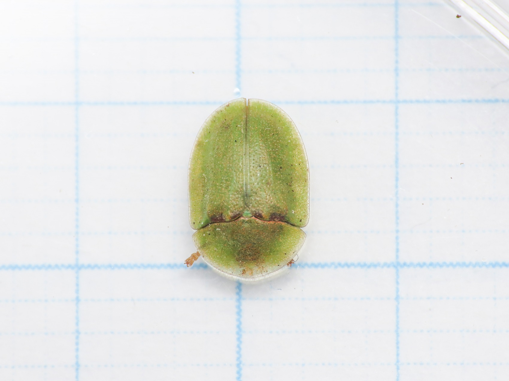 Chrysomelidae: Cassida sp.