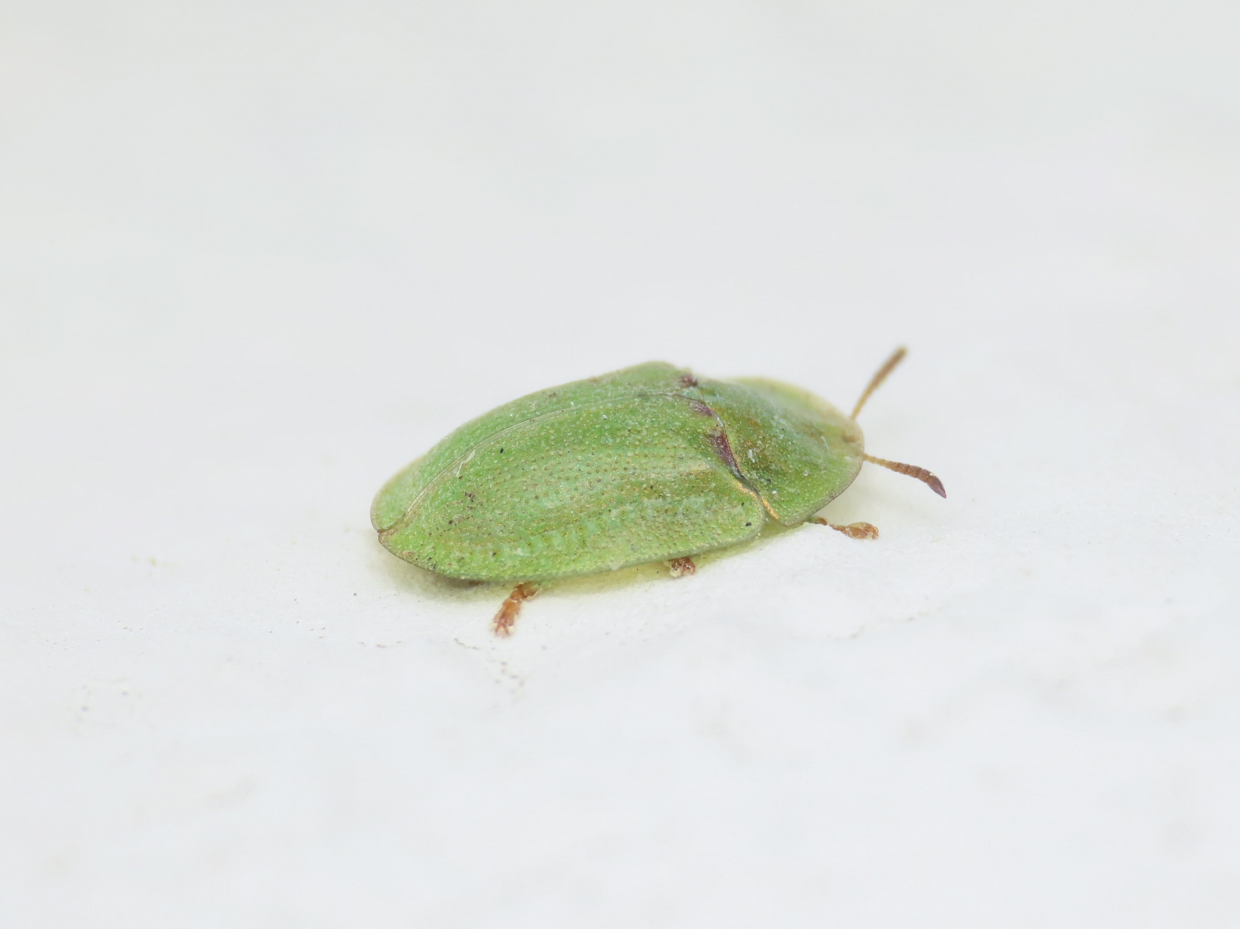 Chrysomelidae: Cassida sp.