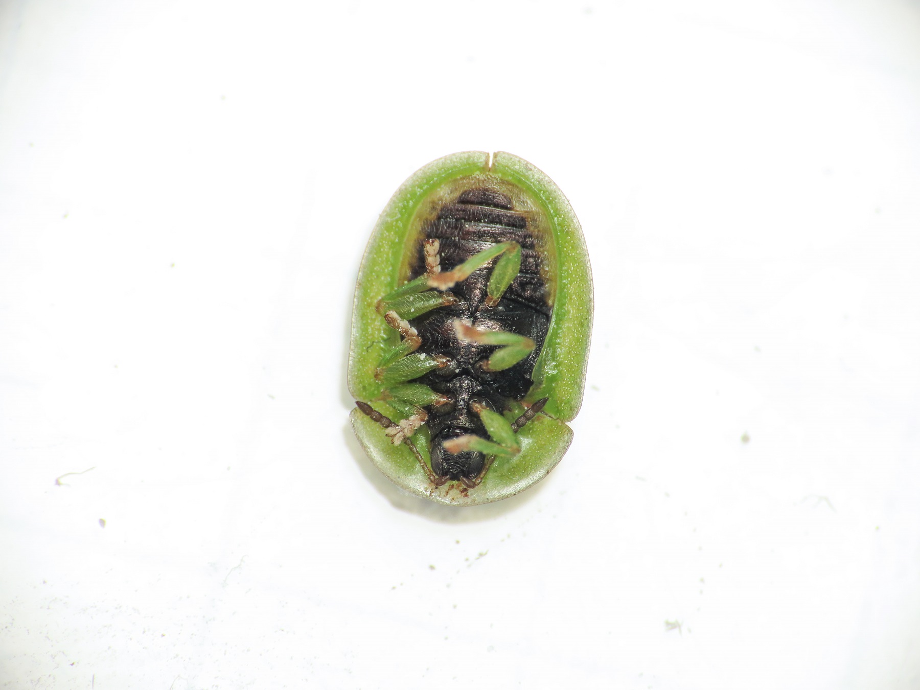 Chrysomelidae: Cassida sp.