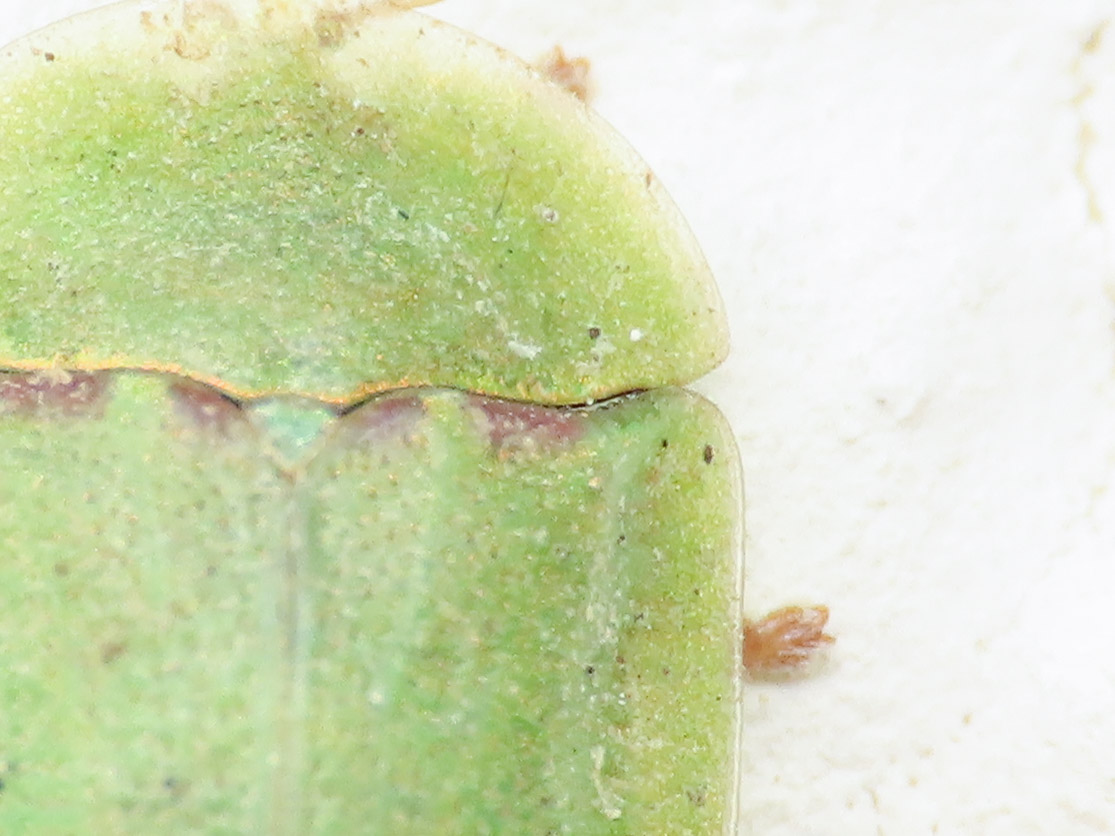 Chrysomelidae: Cassida sp.