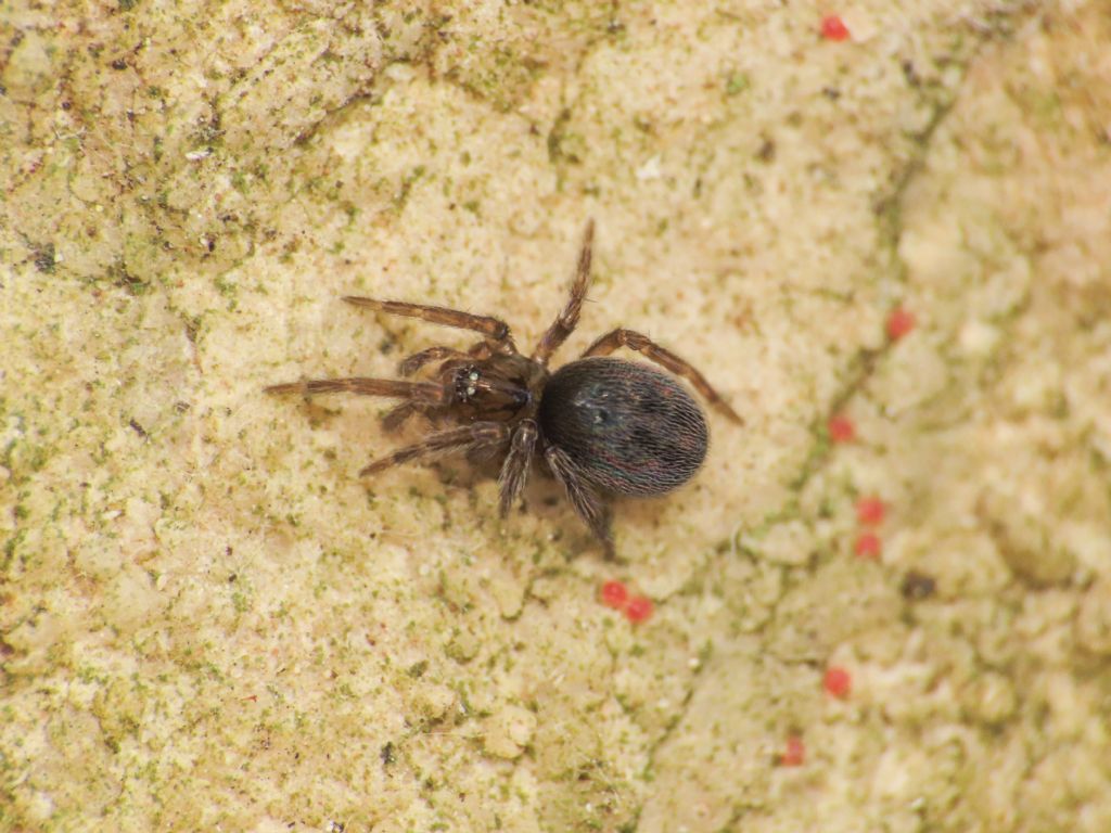 Lathys stigmatisata - Monte Bazzano (AQ)