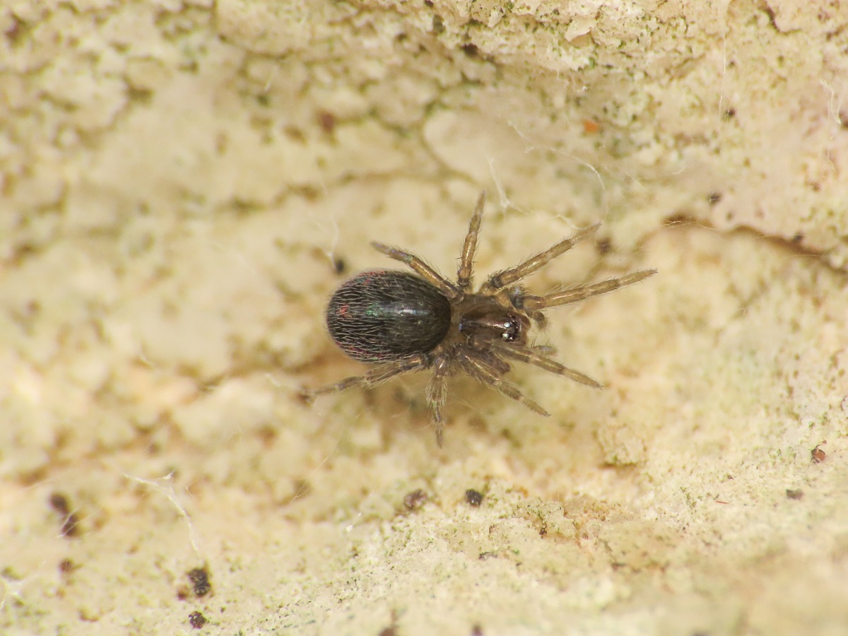 Lathys stigmatisata - Monte Bazzano (AQ)