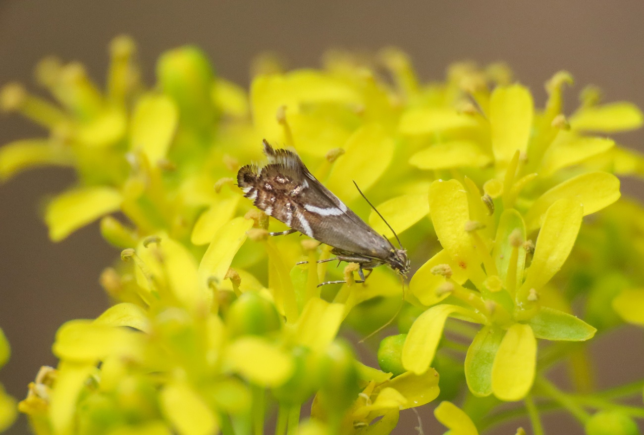 Glyphipterix da identificare ... Glyphipterix sp.