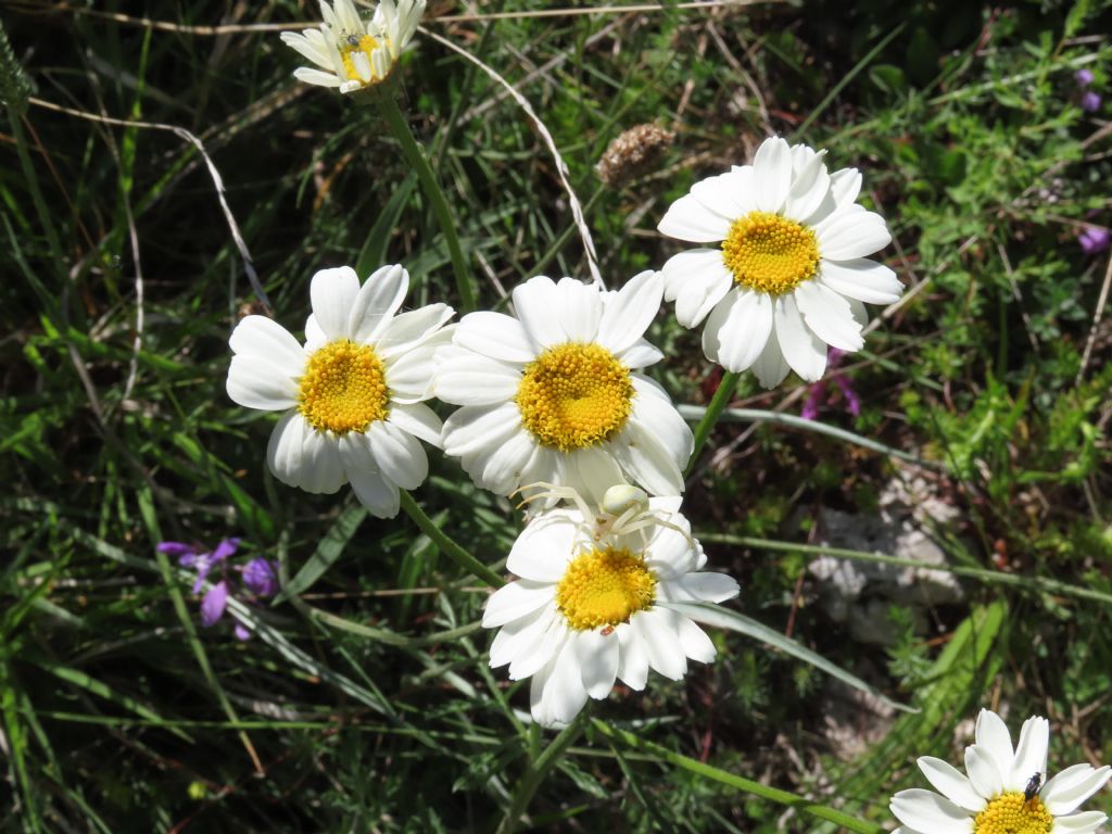 Tanacetum corymbosum  subsp. achilleae /Erba-amara con foglie d''achillea