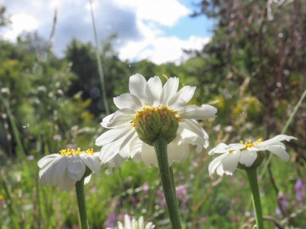 Tanacetum corymbosum  subsp. achilleae /Erba-amara con foglie d''achillea