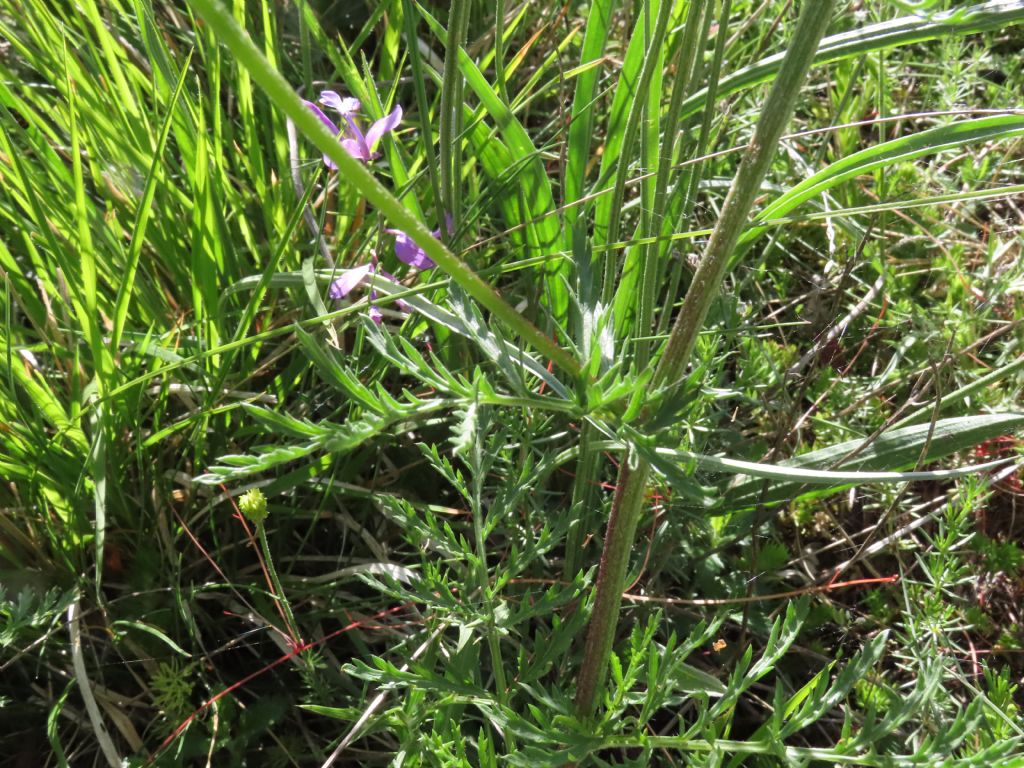 Tanacetum corymbosum  subsp. achilleae /Erba-amara con foglie d''achillea