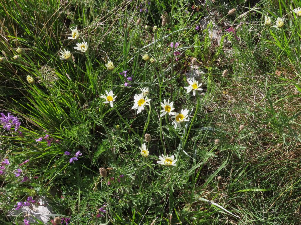 Tanacetum corymbosum  subsp. achilleae /Erba-amara con foglie d''achillea