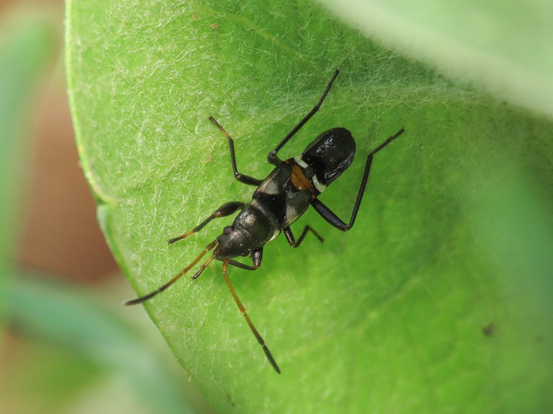 Ninfa di Raglius confusus? ... di Raglius sp. (R. confusus o R.  alboacuminatus)