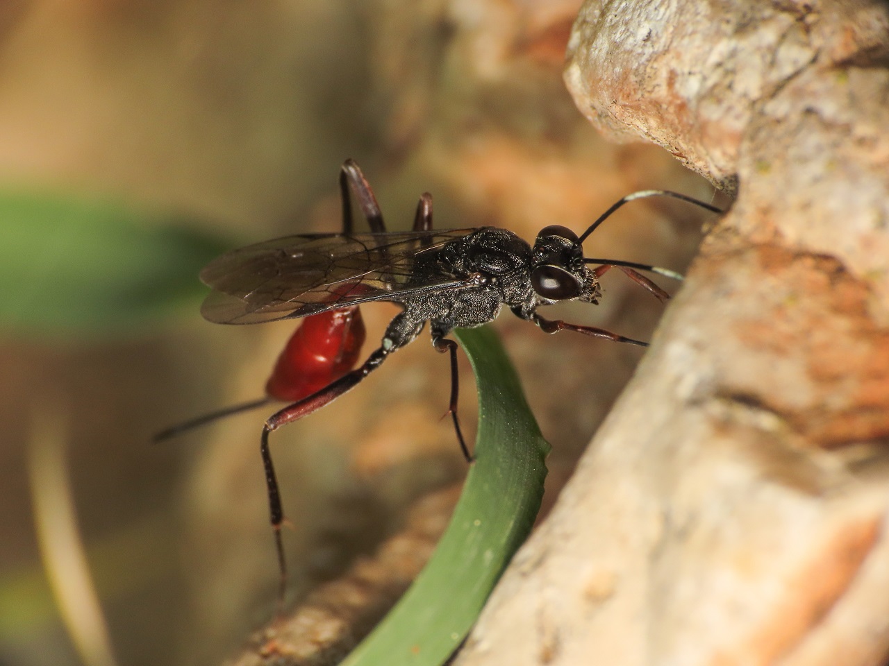 Ichneumonidae da identificare