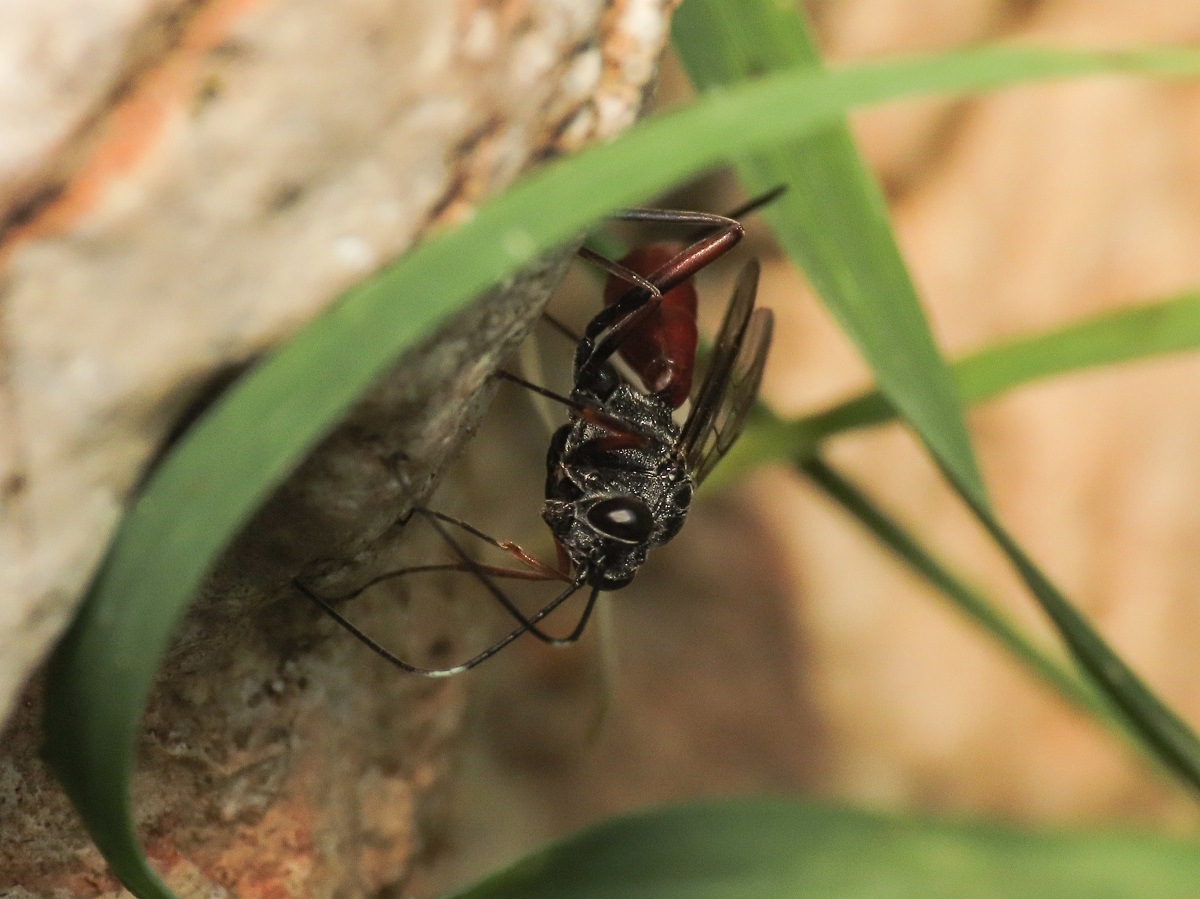 Ichneumonidae da identificare