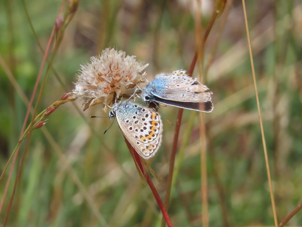 Plebejus? S, Plebejus argus