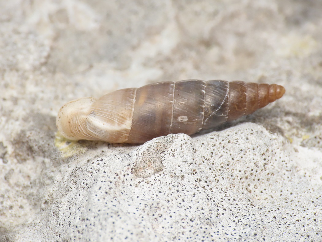 Clausiliidae da identificare