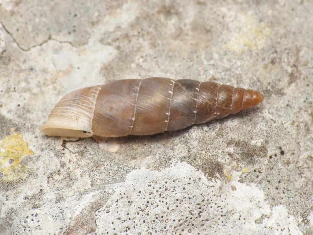 Clausiliidae da identificare