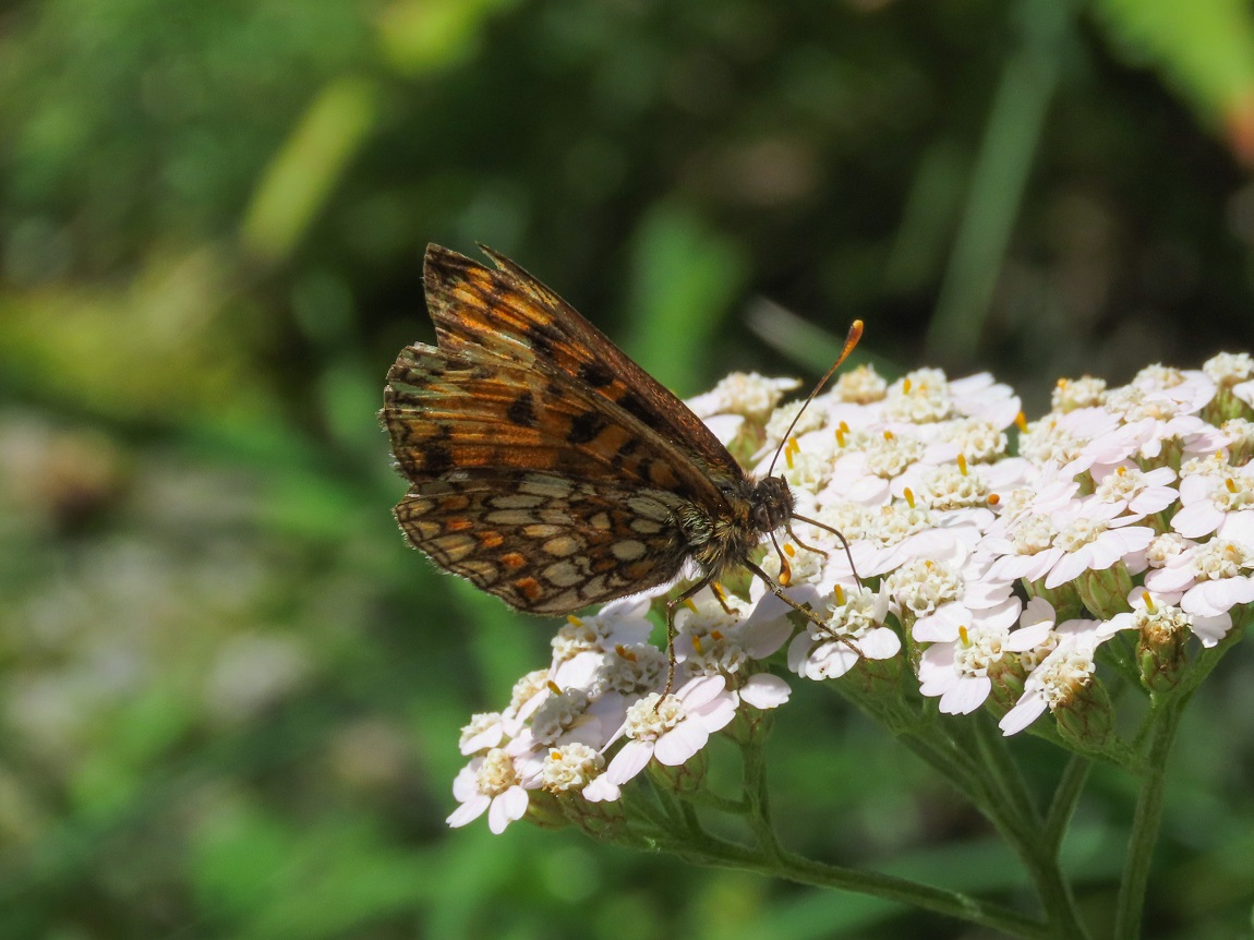 Melitaea? da identificare