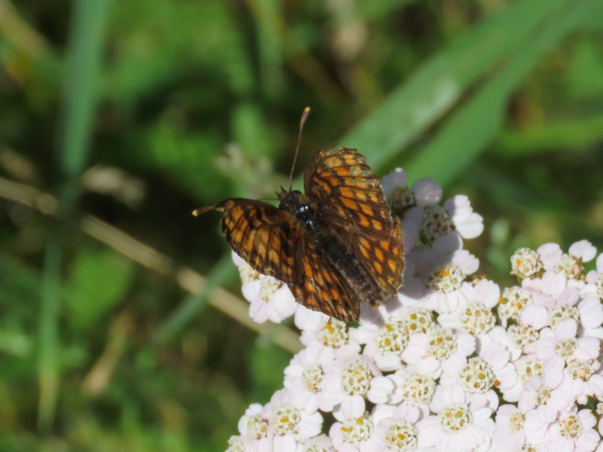 Melitaea? da identificare