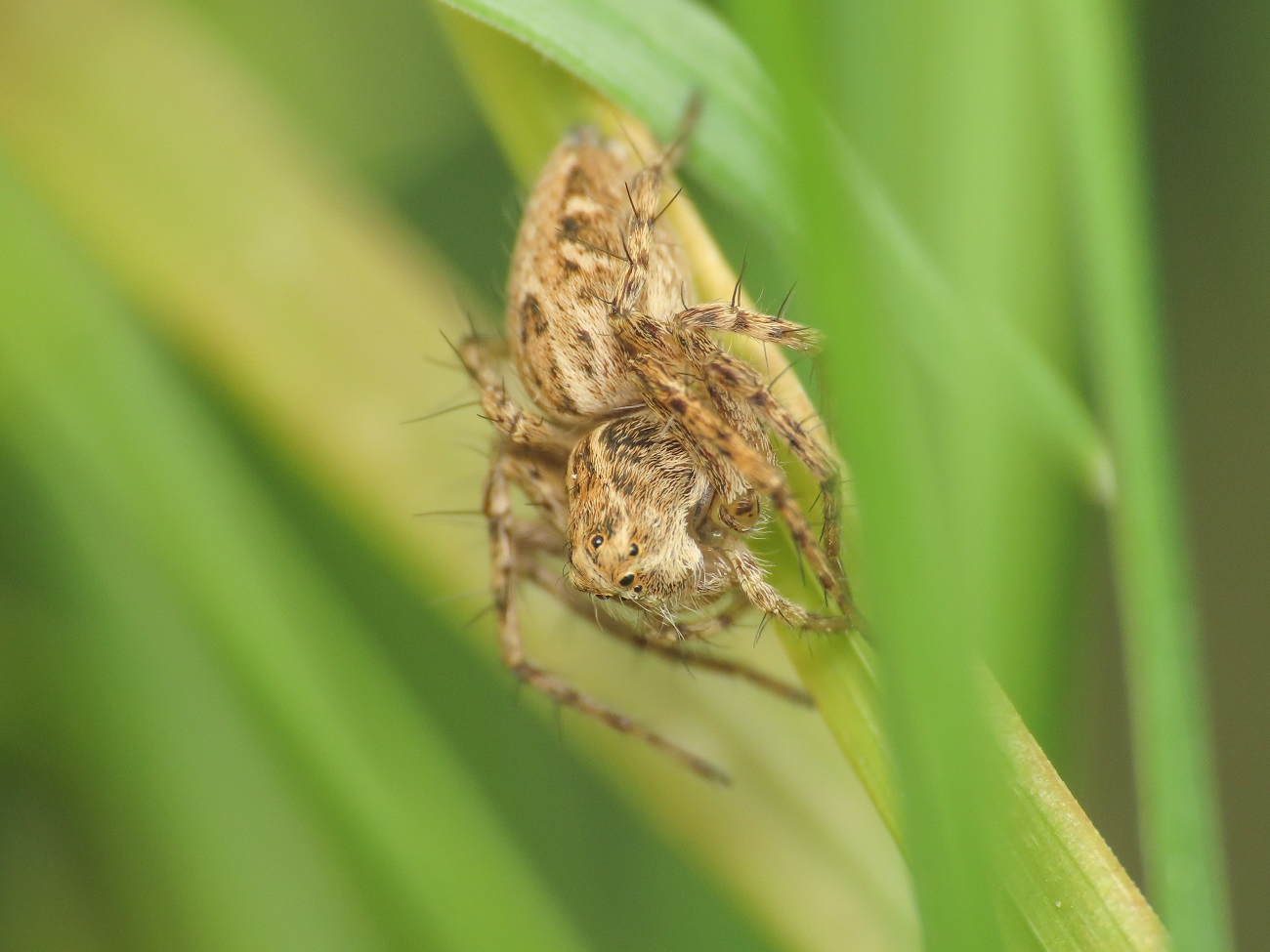 Oxyopes heterophthalmus  - Bazzano (AQ)