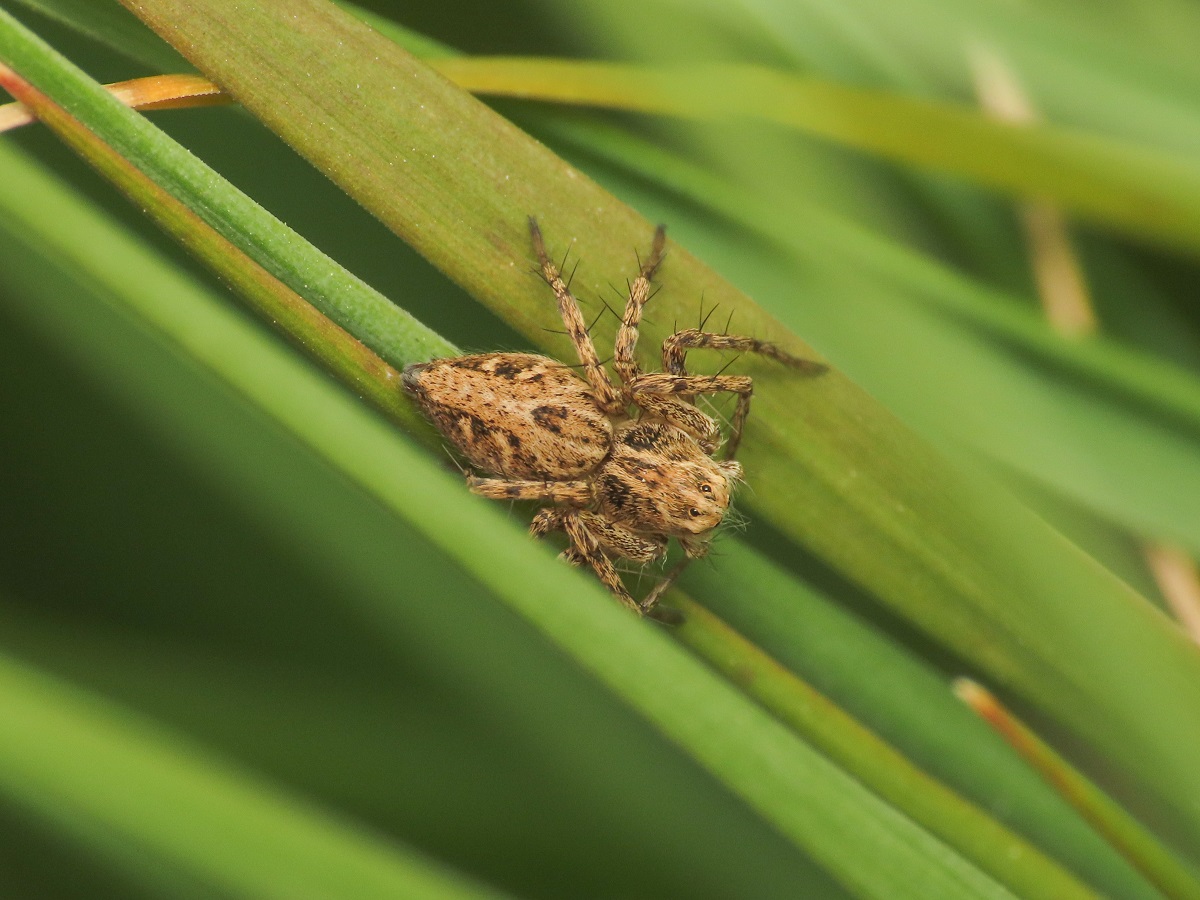 Oxyopes heterophthalmus  - Bazzano (AQ)