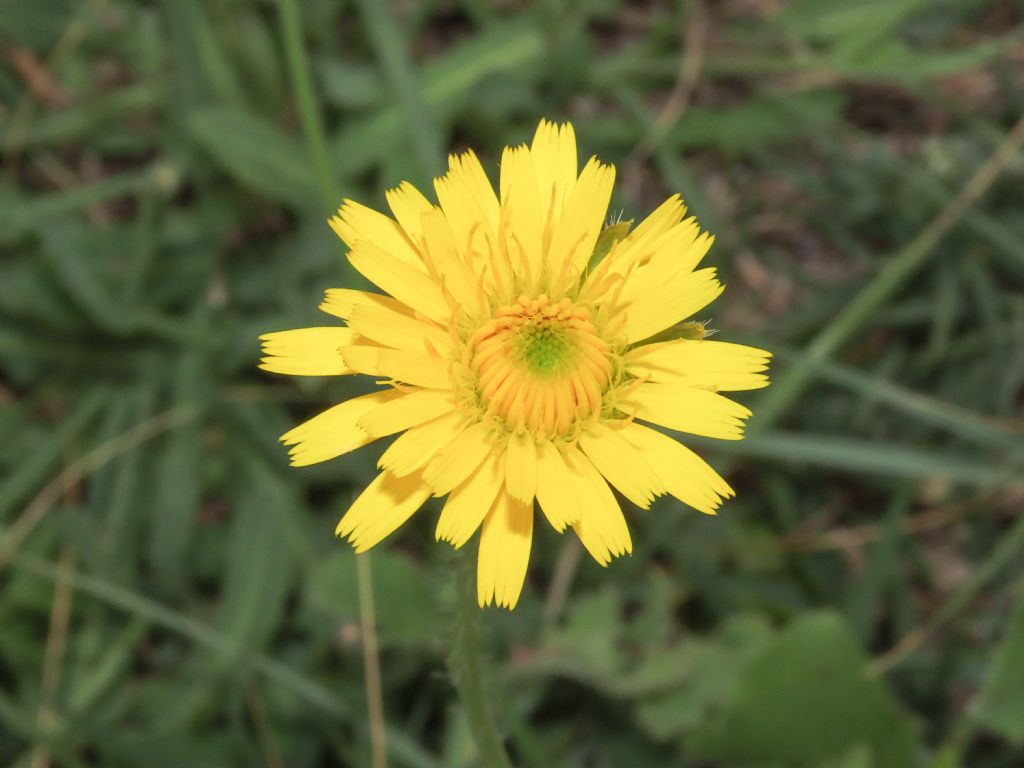 Asteraceae: Hypochaeris achyrophorus