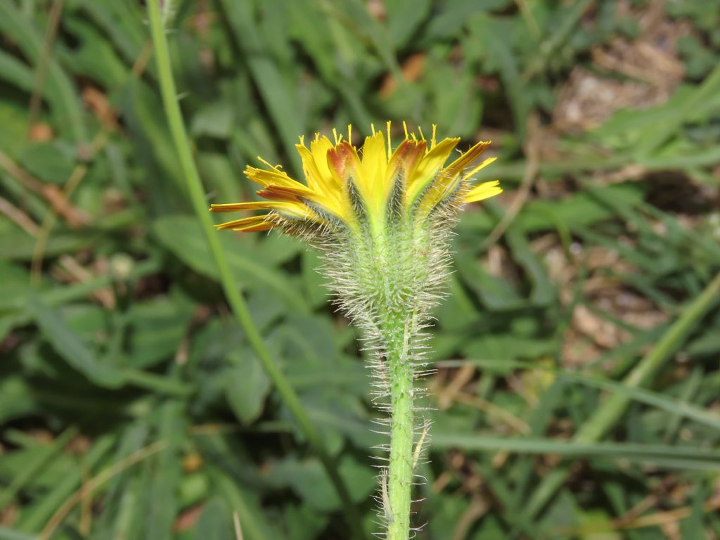 Asteraceae: Hypochaeris achyrophorus