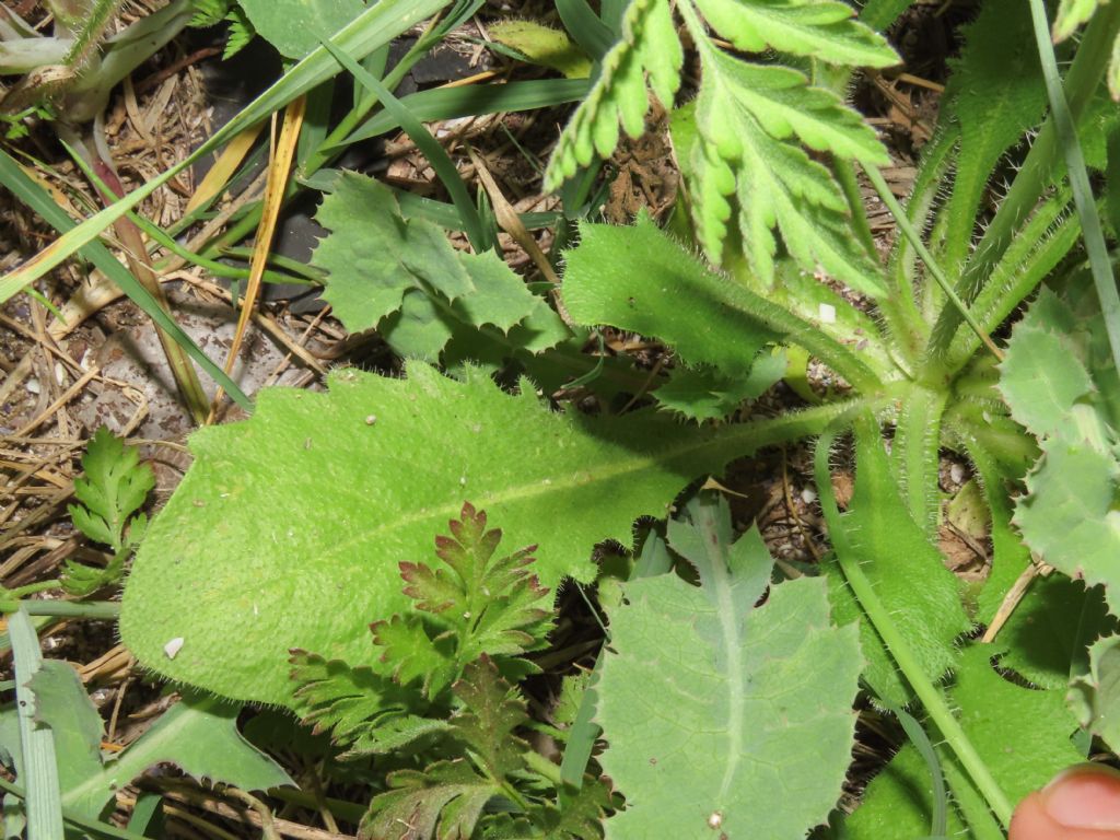 Asteraceae: Hypochaeris achyrophorus