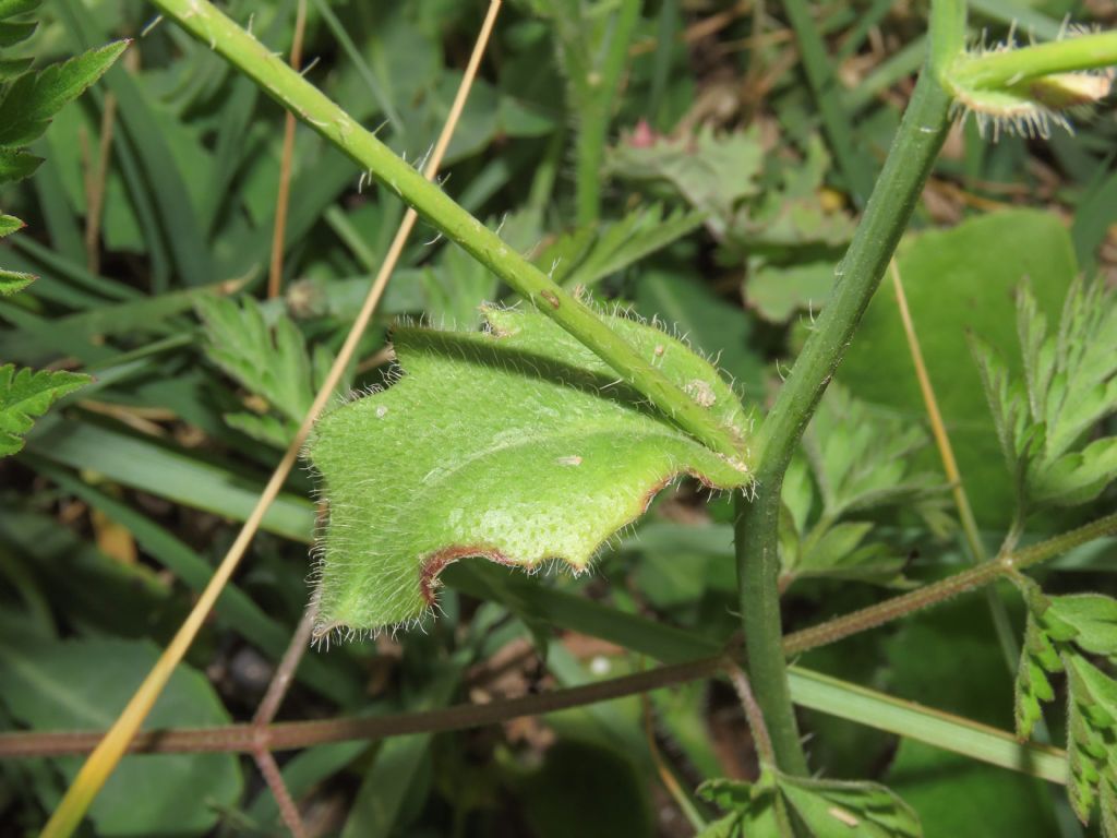 Asteraceae: Hypochaeris achyrophorus