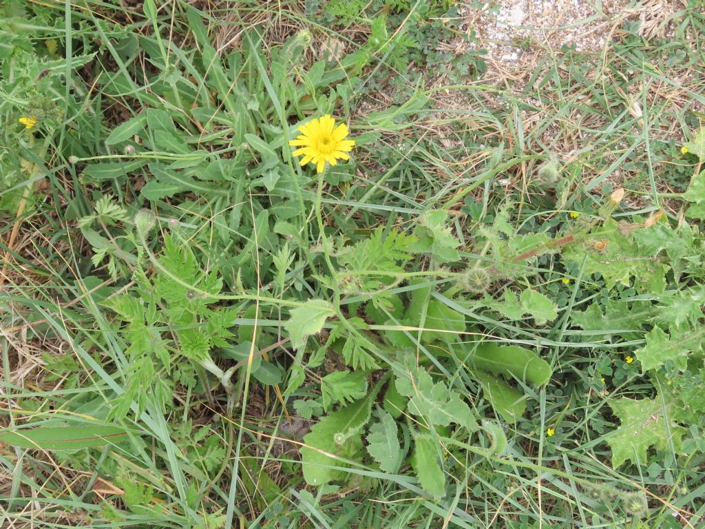 Asteraceae: Hypochaeris achyrophorus