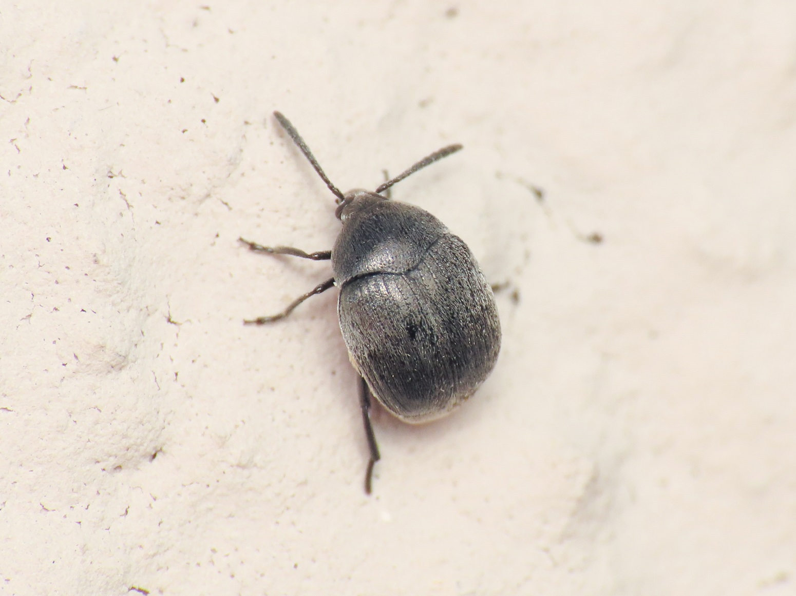 Chrysomelidae Bruchinae: Spermophagus? S.