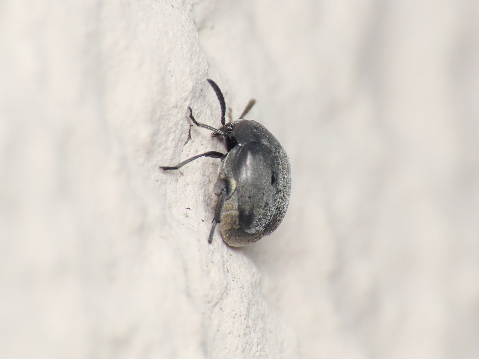 Chrysomelidae Bruchinae: Spermophagus? S.