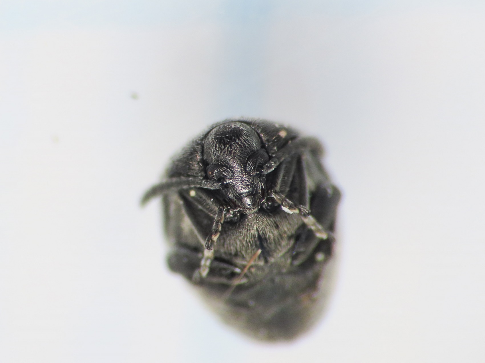 Chrysomelidae Bruchinae: Spermophagus? S.