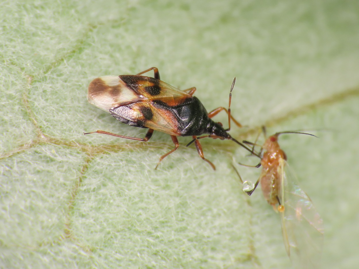 Anthocoridae: Anthocoris nemorum