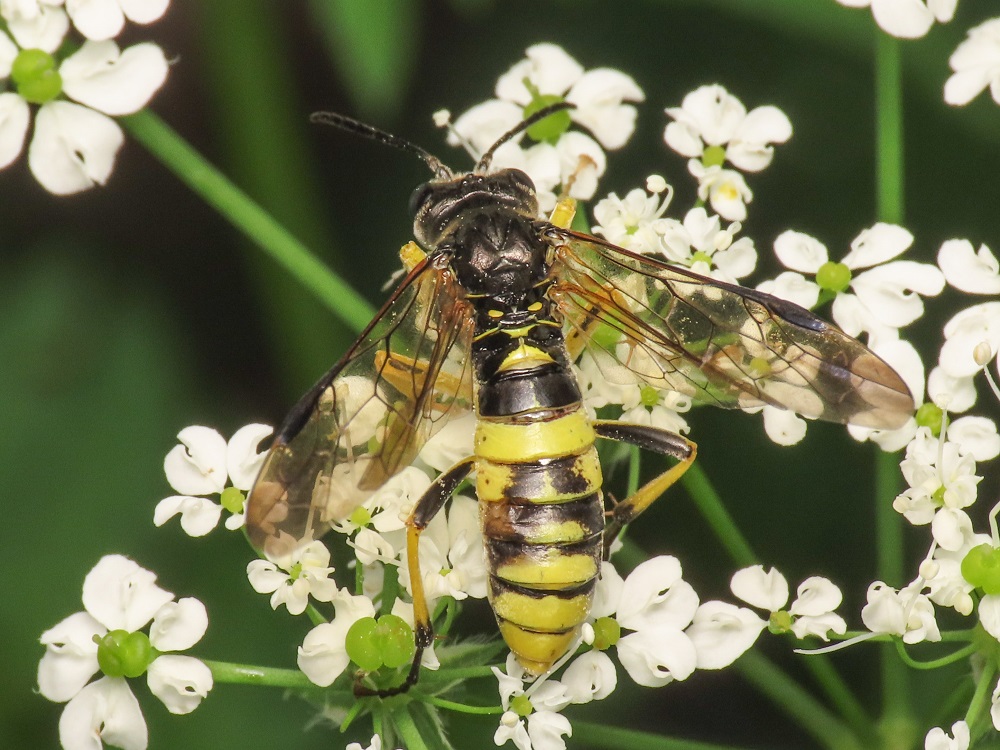 Tenthredinidae da identificare: Tenthredo (Temuledo) temula