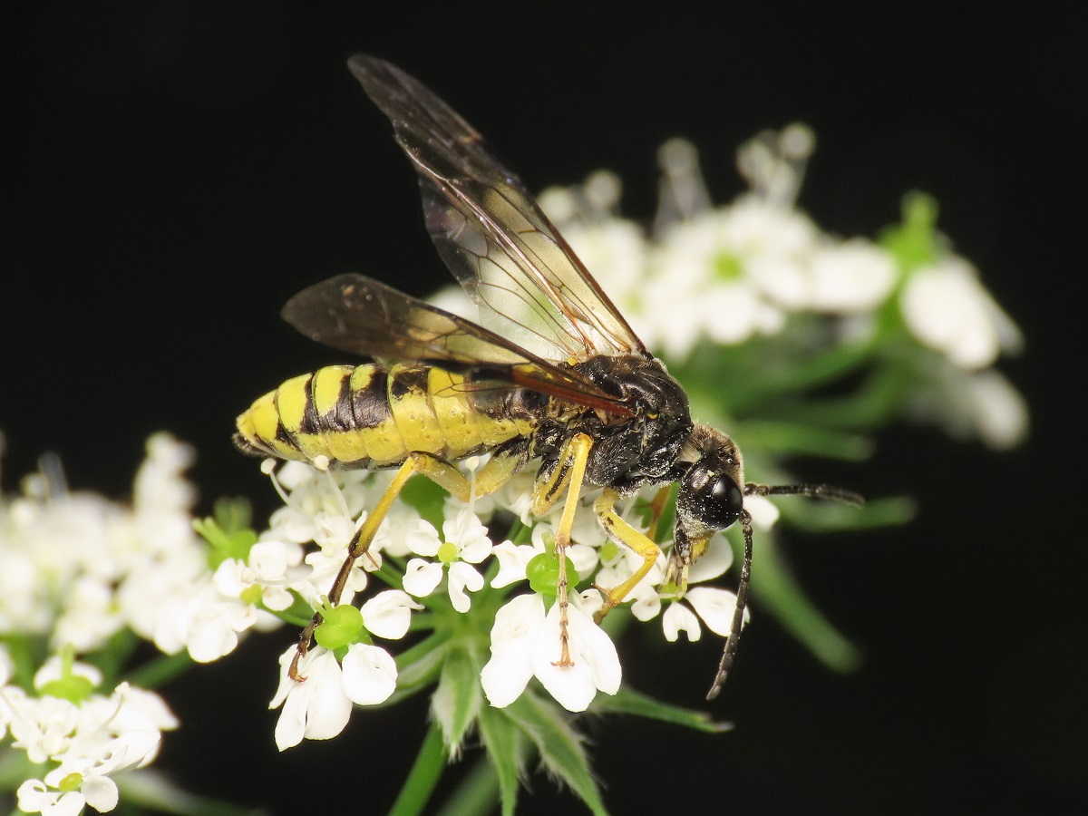 Tenthredinidae da identificare: Tenthredo (Temuledo) temula