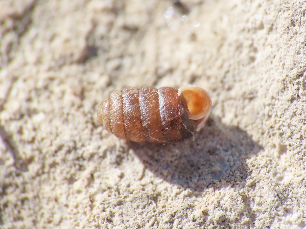 Gasteropode da identificare