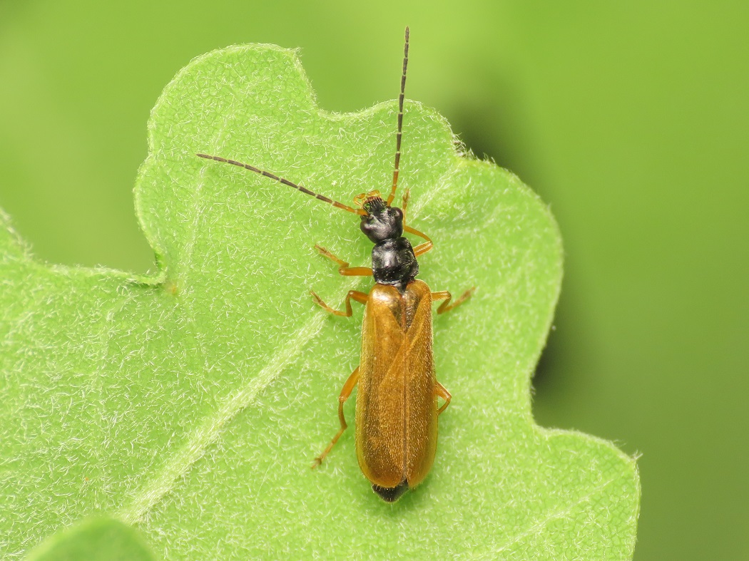 Cantharidae: Rhagonycha lignosa